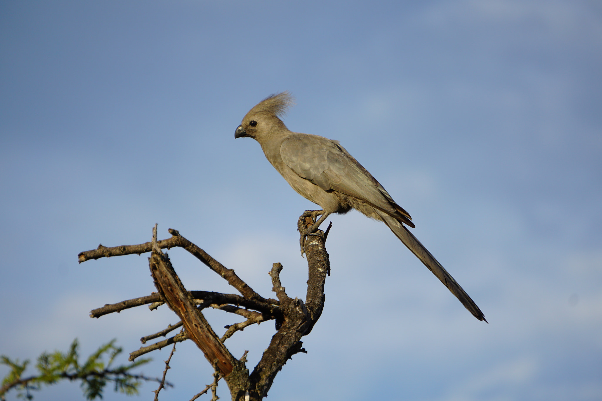 Sony E 55-210mm F4.5-6.3 OSS sample photo. Go-away bird photography