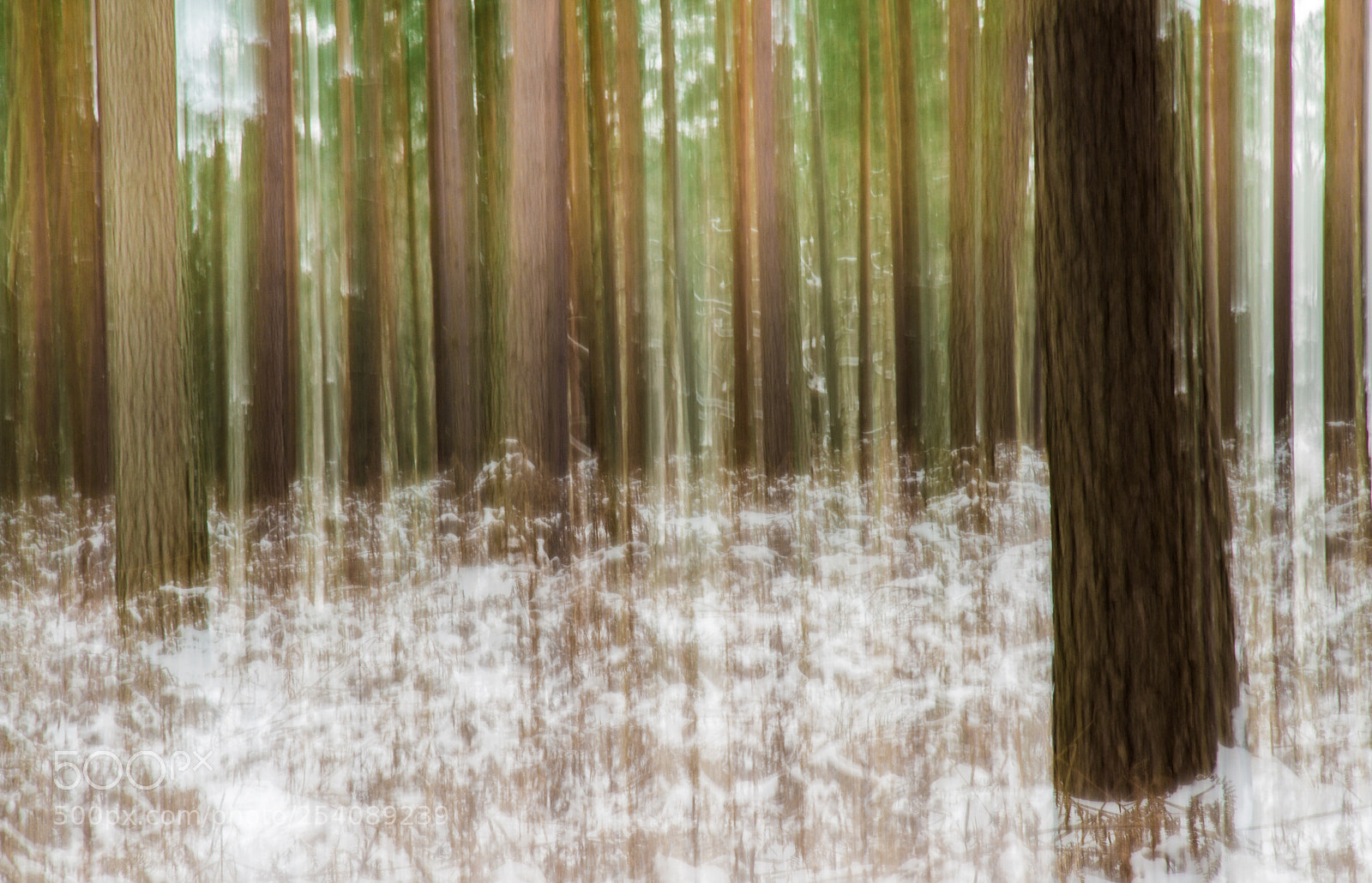 Canon EOS 7D sample photo. Icm in swinley forest photography