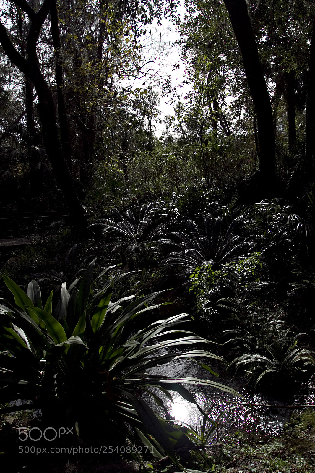 Canon EOS 7D sample photo. Rainbow springs 3 photography