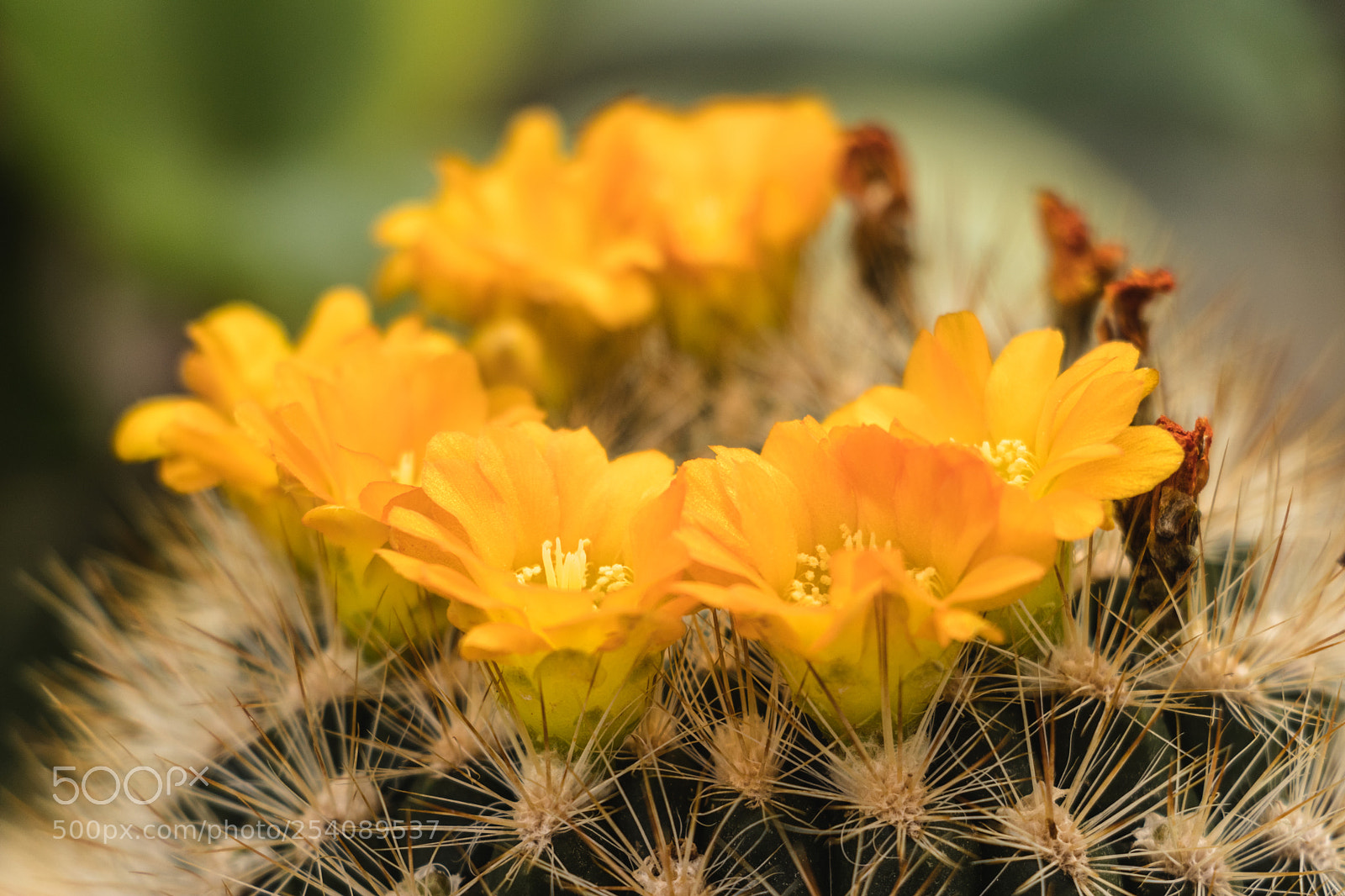 Canon EOS 800D (EOS Rebel T7i / EOS Kiss X9i) sample photo. Yellow flower - cactus photography