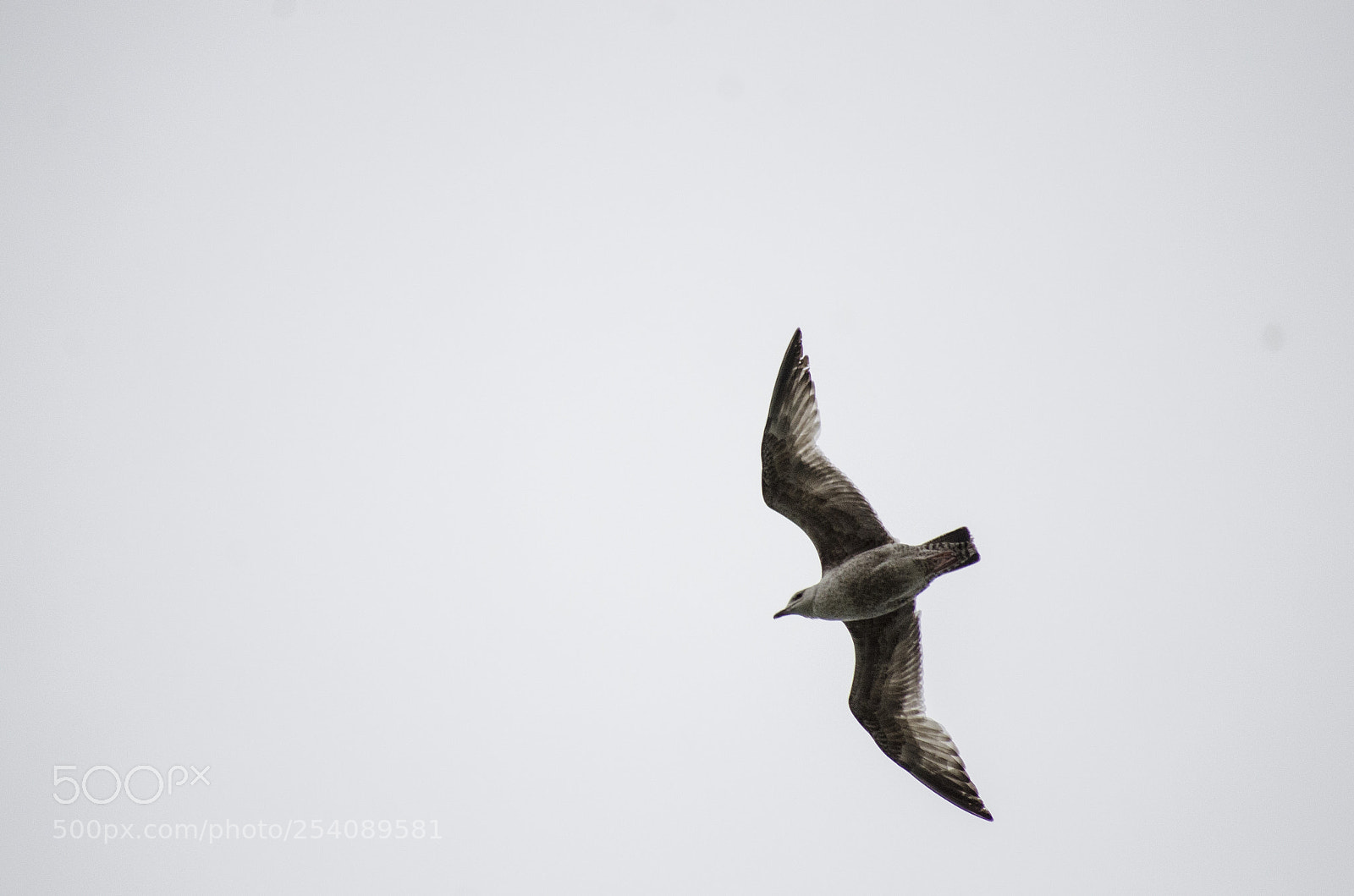 Nikon D7000 sample photo. The seagull pic photography