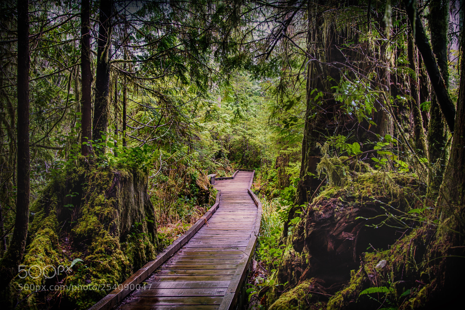 Nikon D7200 sample photo. "dark green forest" photography