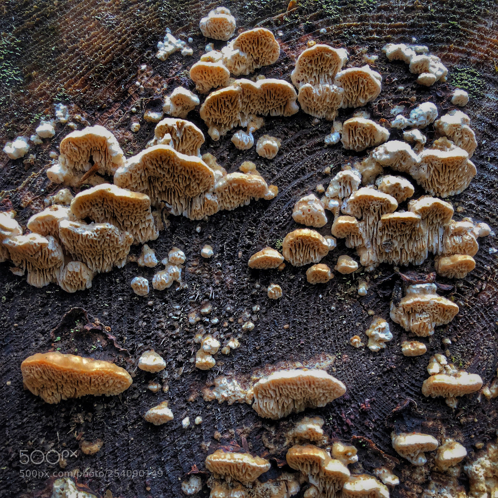 Apple iPhone 8 Plus sample photo. Fungi on a log photography