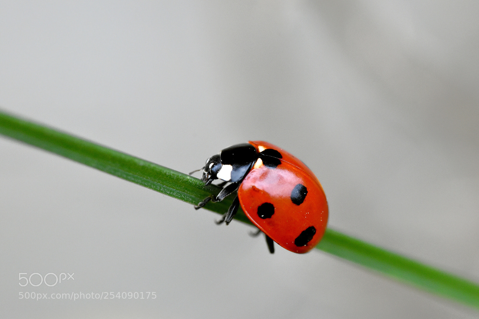 Nikon D5600 sample photo. Simplicity.. photography