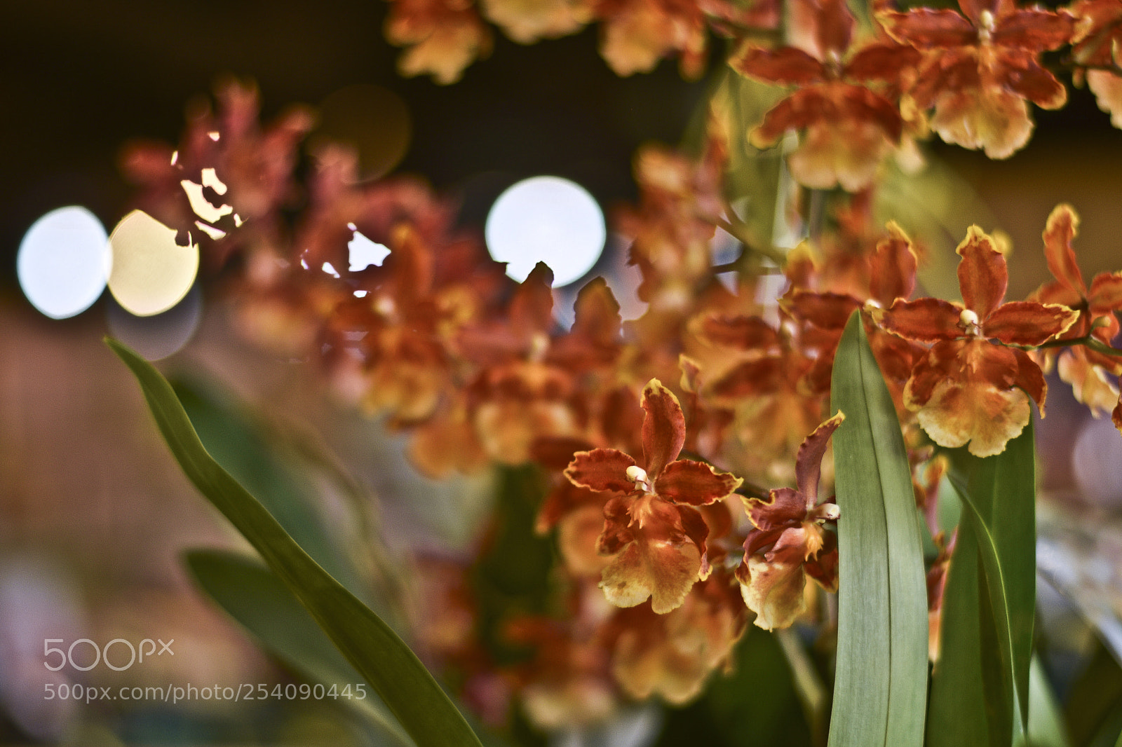 Nikon D5300 sample photo. Untitled photography