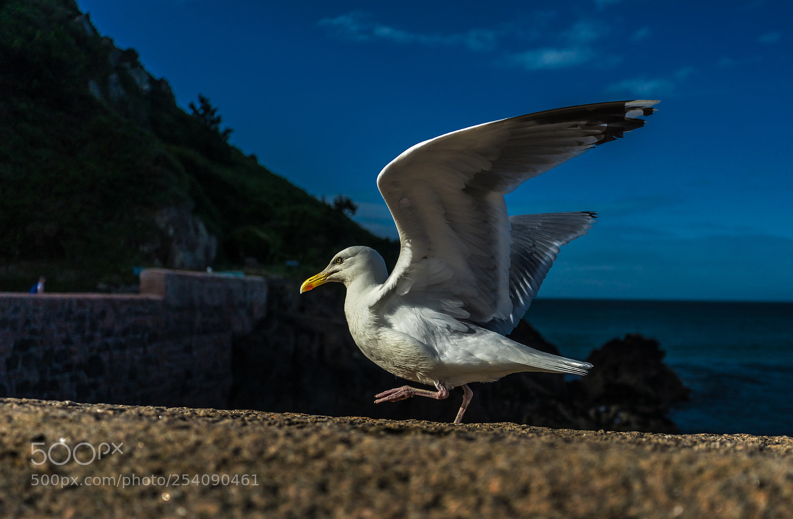 Sony a7 sample photo. Jersey seagull photography