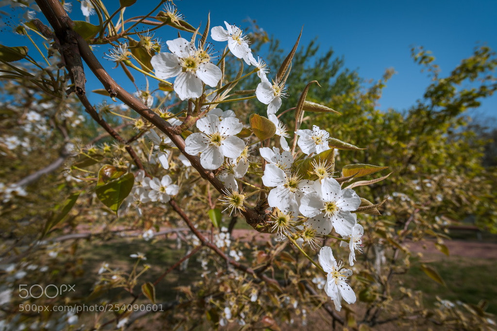 Canon EOS 6D Mark II sample photo. The color of spring photography