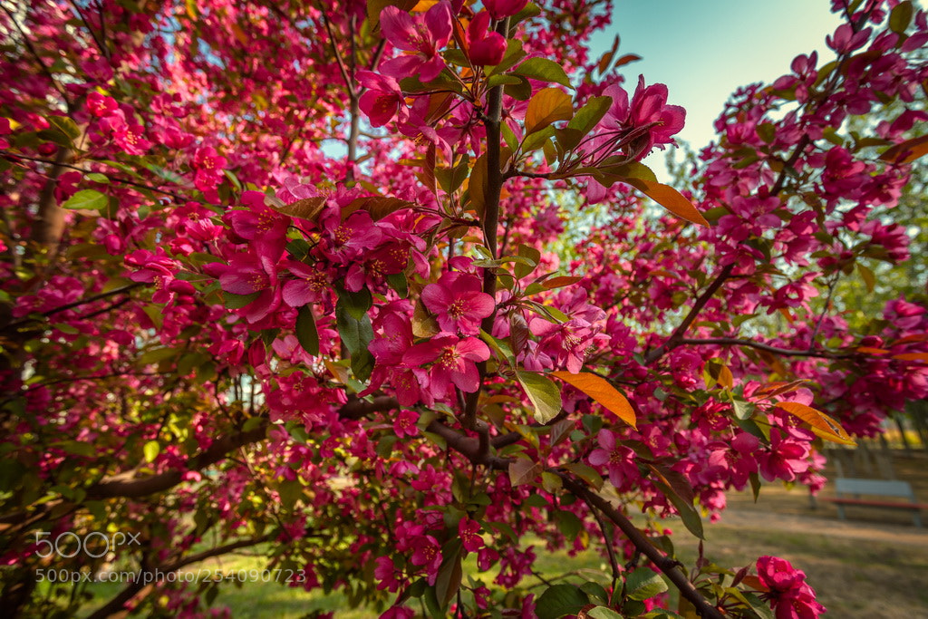 Canon EOS 6D Mark II sample photo. The color of spring 2 photography