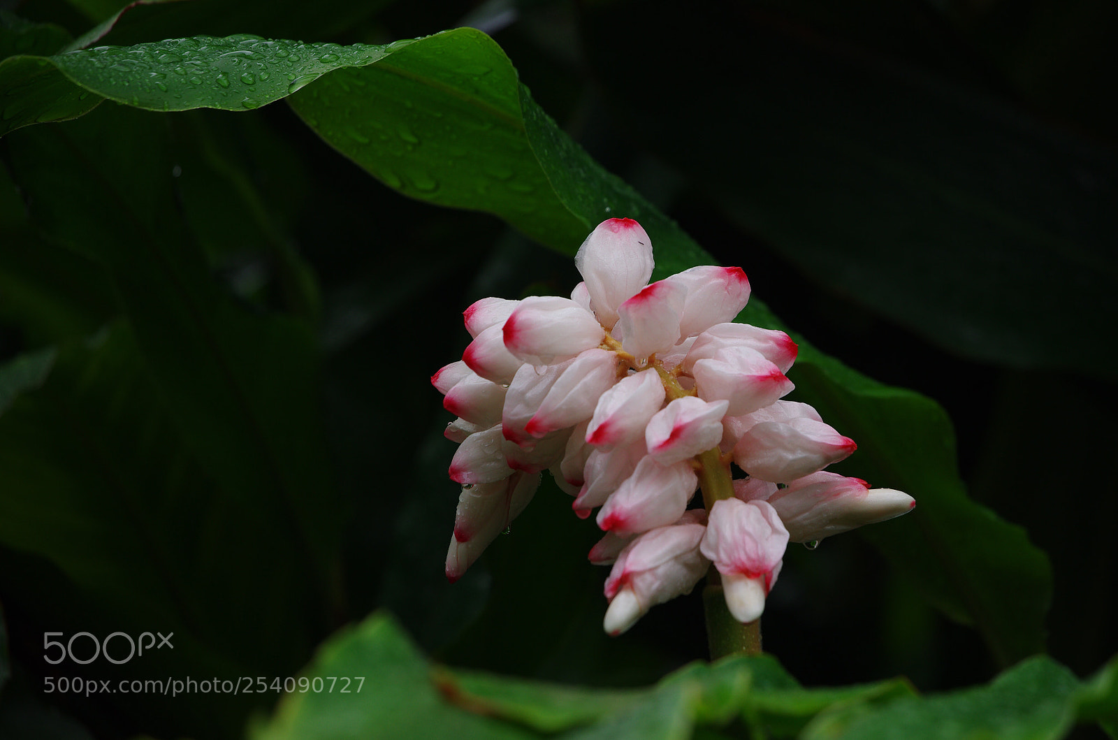 Pentax K-5 sample photo. Buddle photography