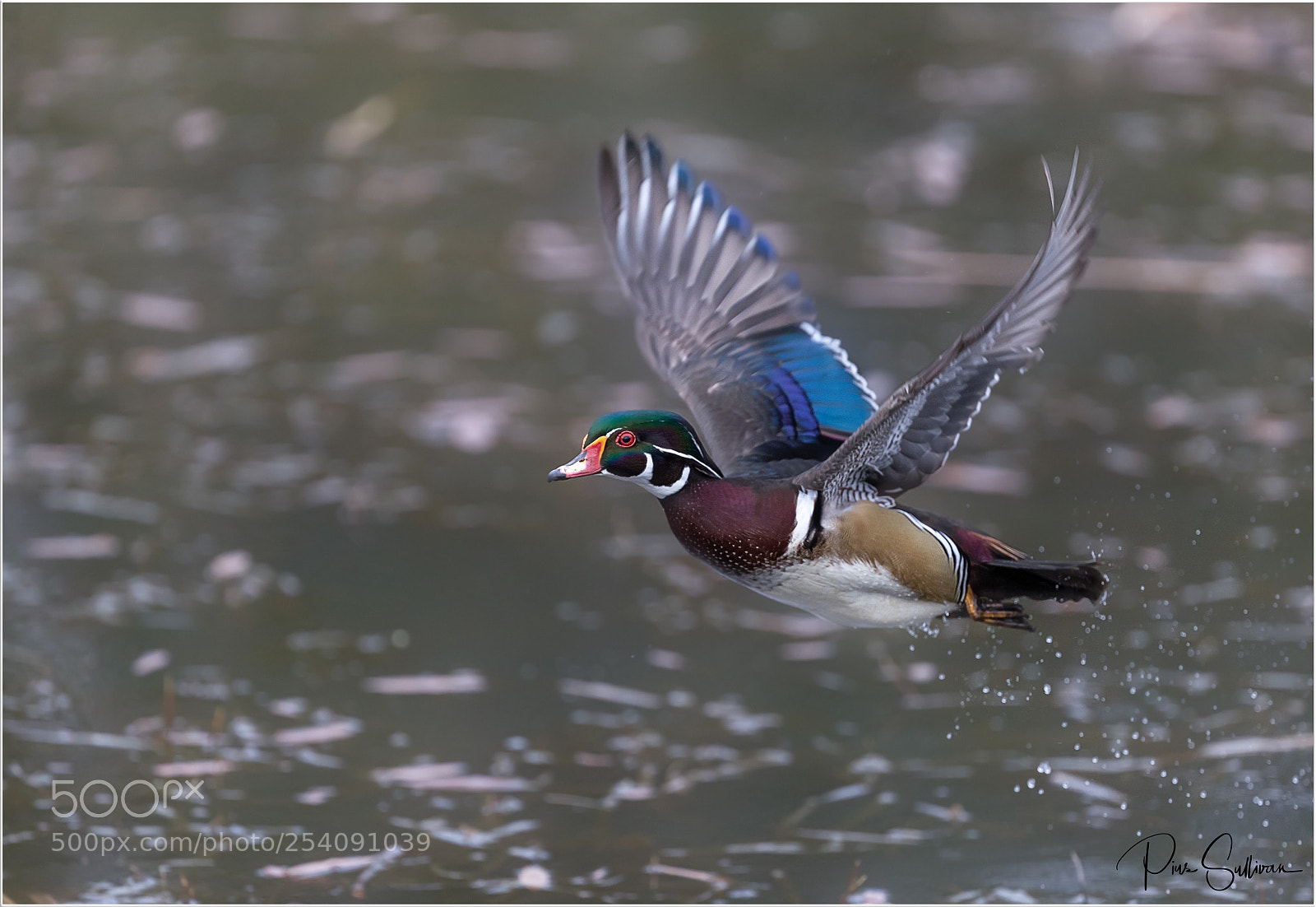 Canon EOS-1D X Mark II sample photo. Male wood duck photography