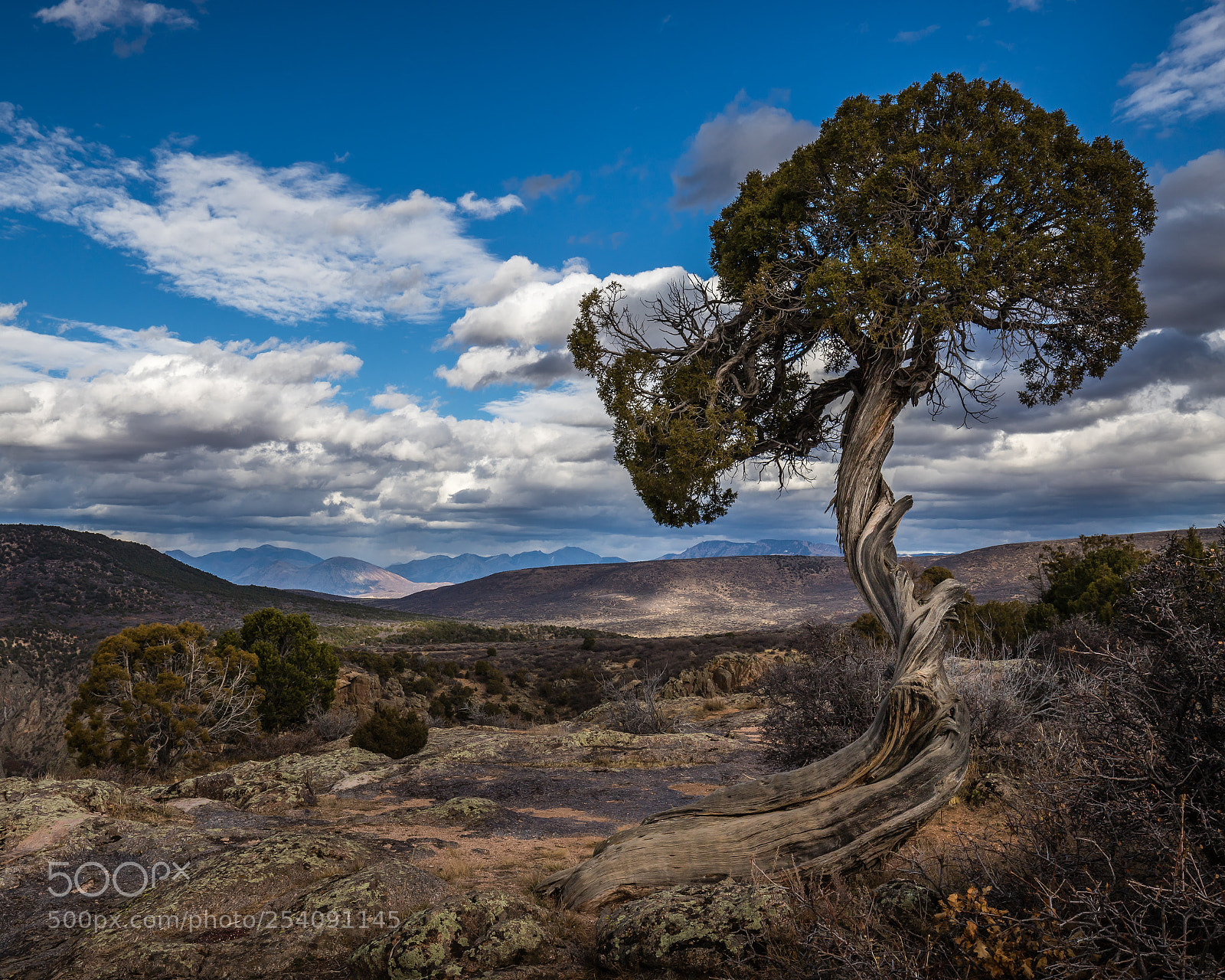 Canon EOS 6D Mark II sample photo. Juniper photography