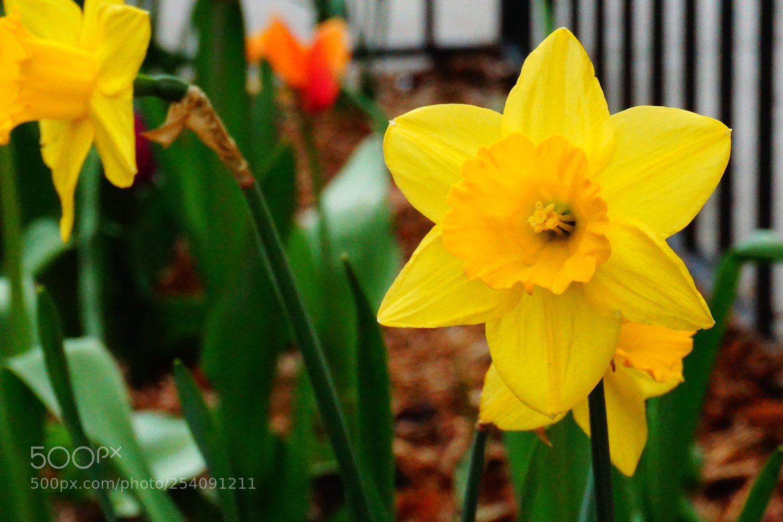 Sony a6000 sample photo. Flower photography