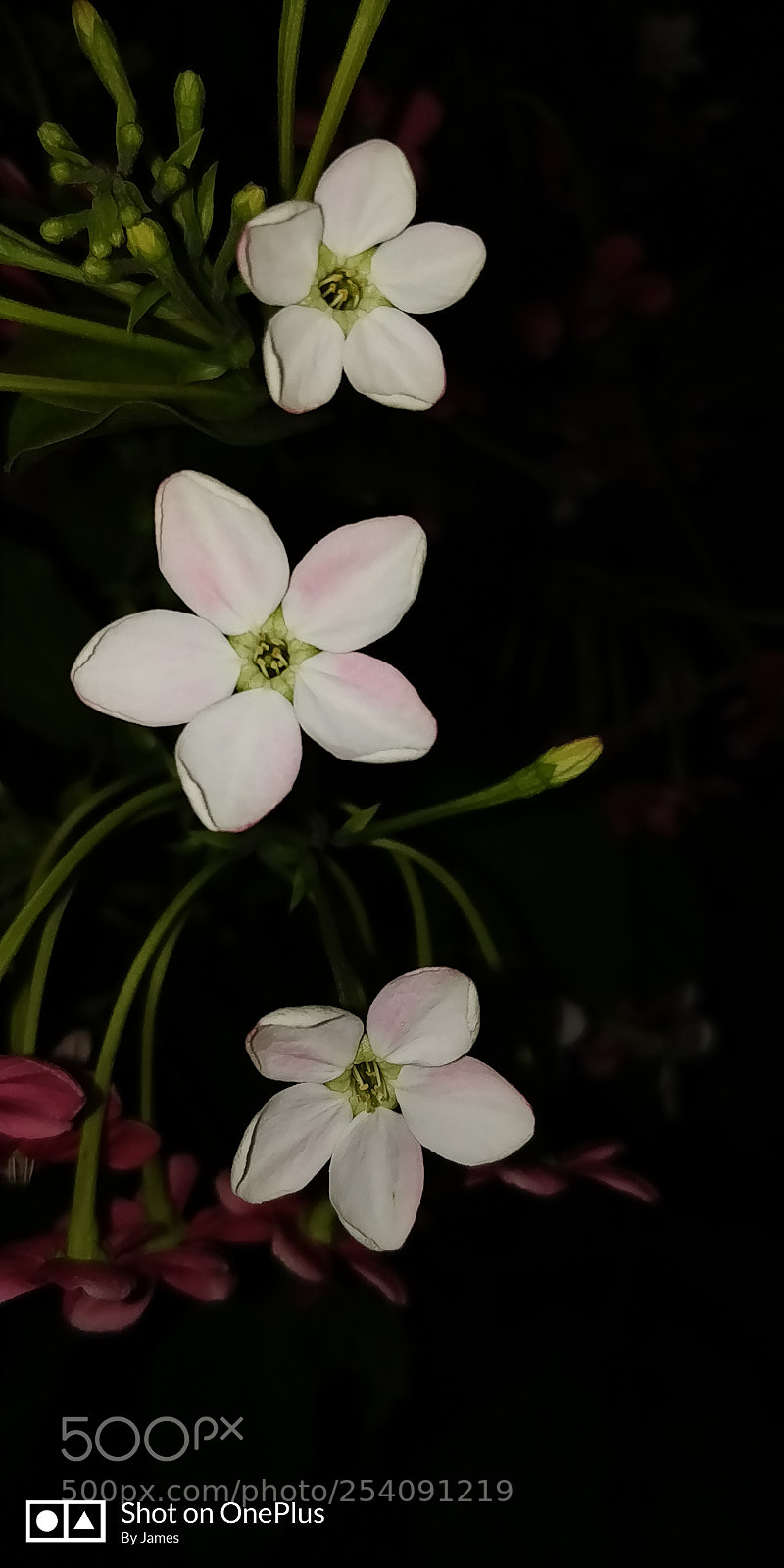 OnePlus 5T sample photo. White flowers in the photography