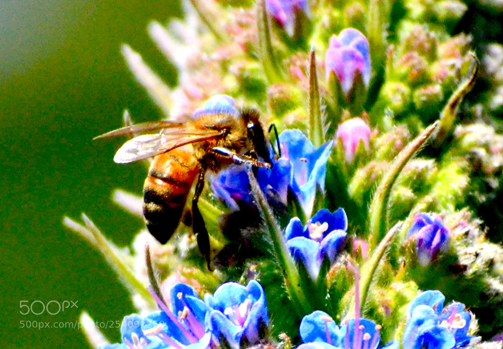 Nikon D3100 sample photo. Insect stock photography