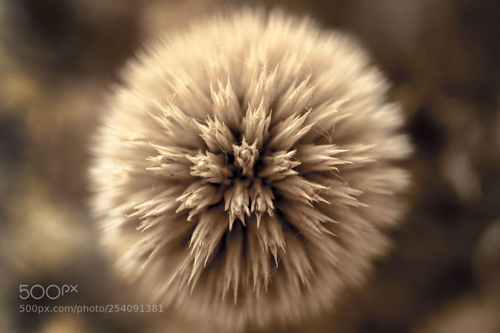 Fujifilm X-T2 sample photo. Kaleidoscopic seeds photography