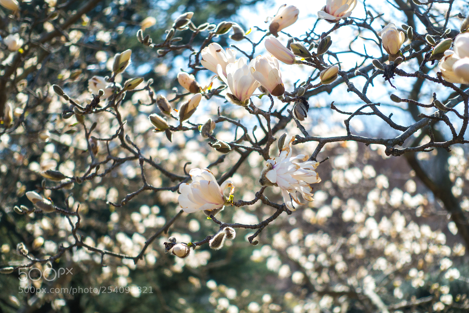 Sony DSC-RX100M5 sample photo. Magnolias photography