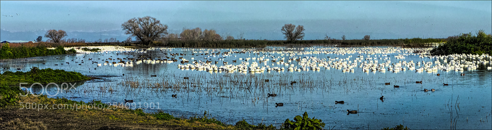 Panasonic Lumix DMC-FZ200 sample photo. Merced wildlife refuge photography