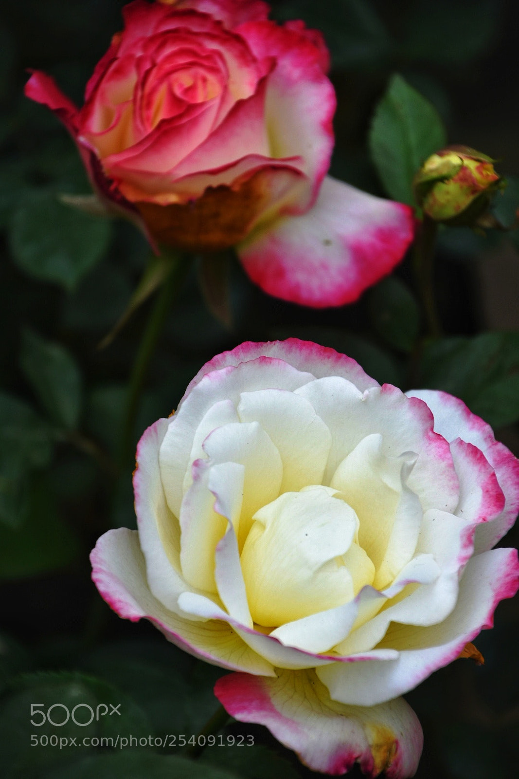 Nikon D7200 sample photo. Rose photography