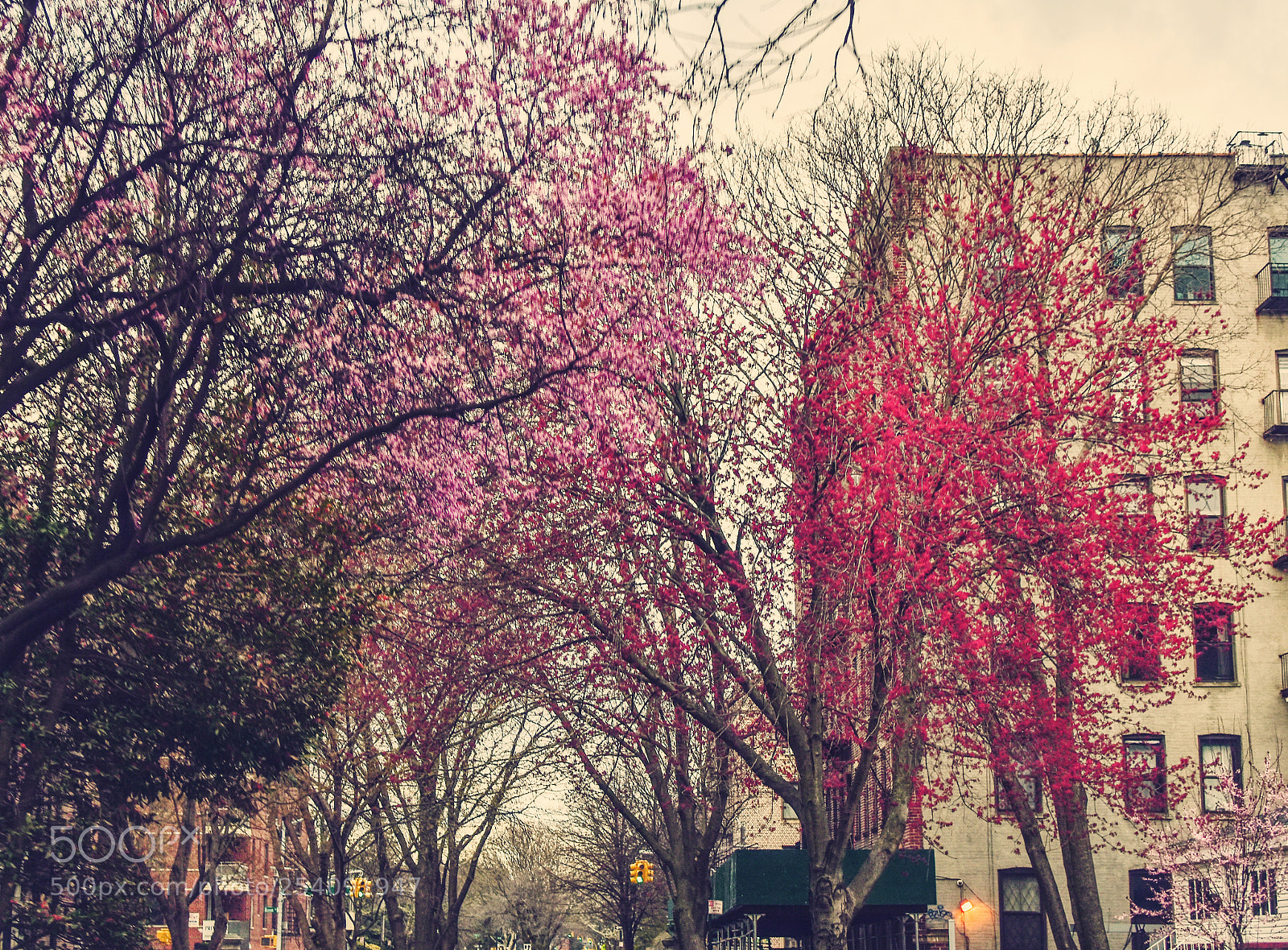 Nikon D5500 sample photo. Spring photography