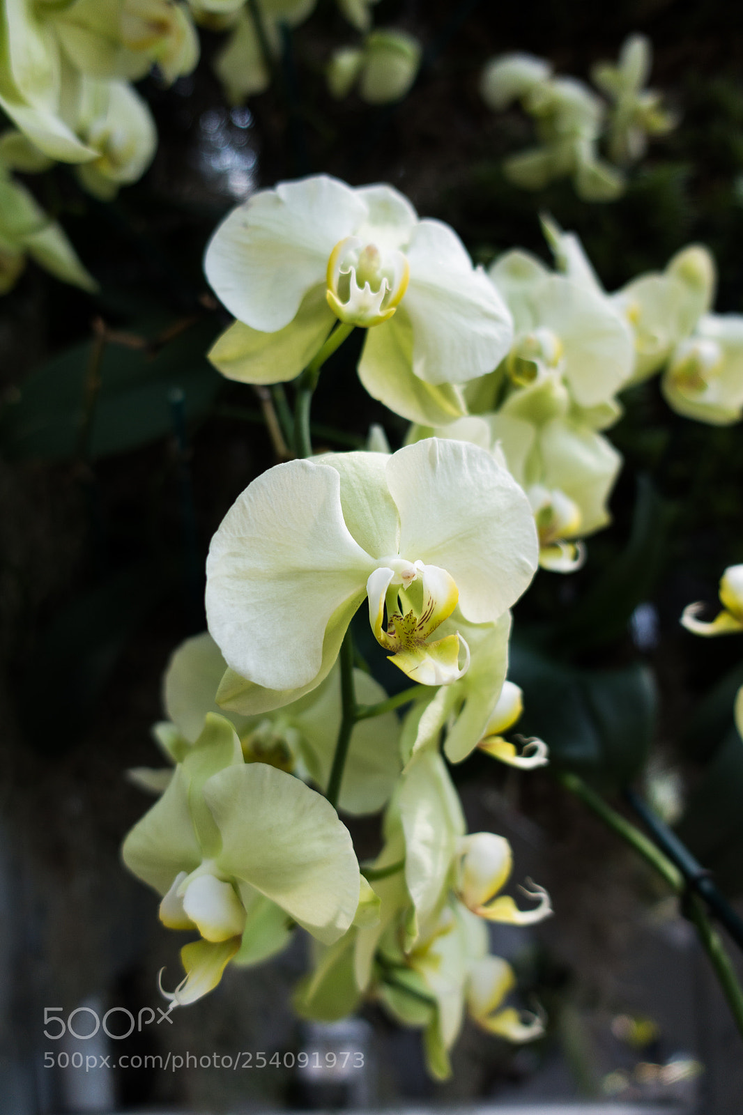 Sony DSC-RX100M5 sample photo. Orchid study 1 photography