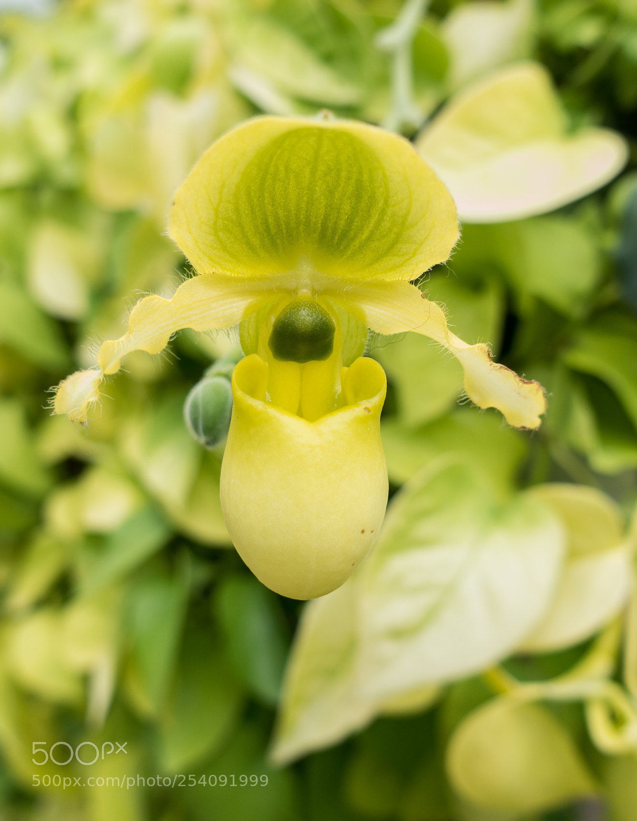 Sony DSC-RX100M5 sample photo. Fly trap photography
