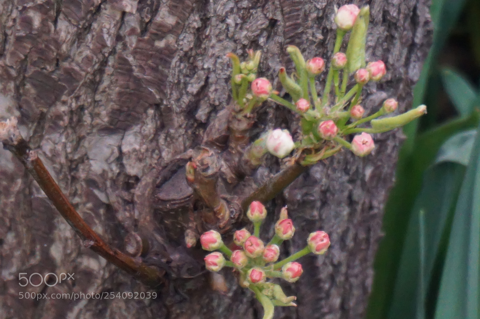 Sony a6000 sample photo. Flower photography