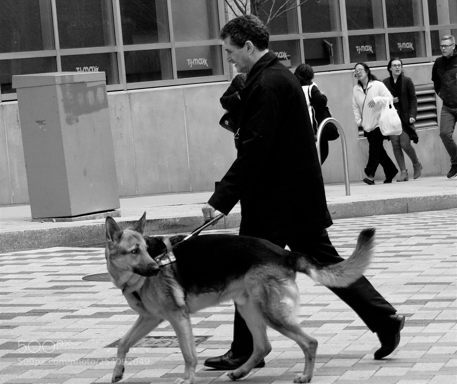 Sony a6500 sample photo. German shepard in boston photography