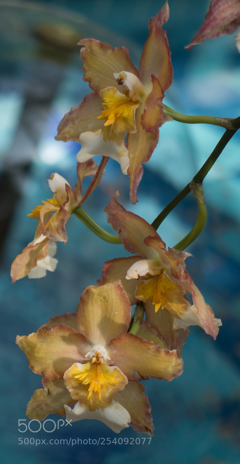 Sony DSC-RX100M5 sample photo. Orchid study 3 photography