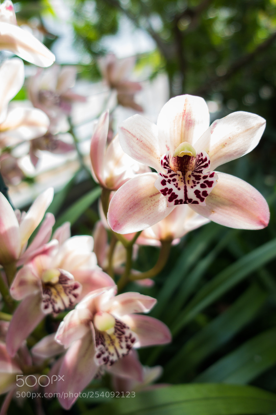 Sony DSC-RX100M5 sample photo. Orchid study 4 photography