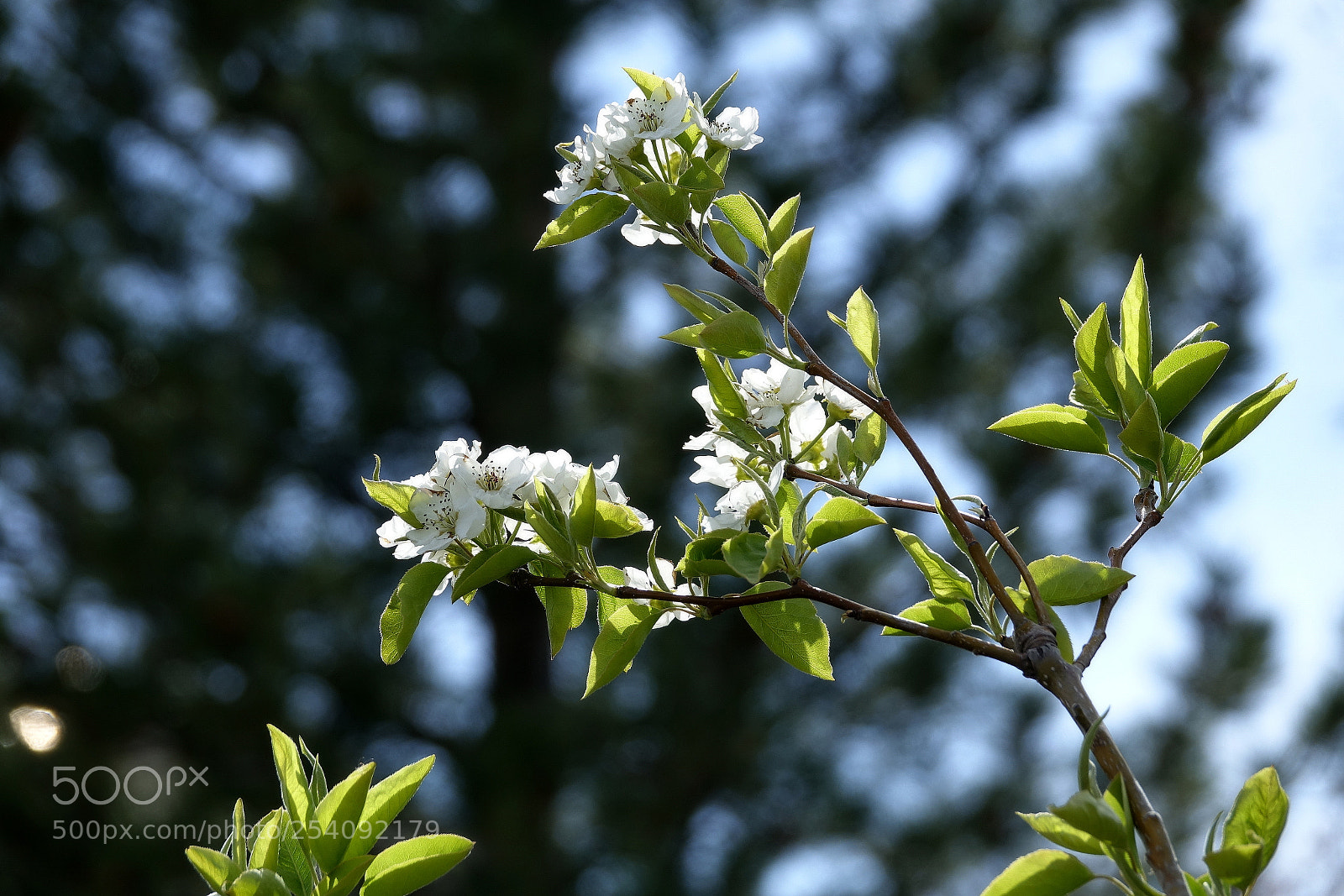 Sony Cyber-shot DSC-RX10 III sample photo. --- photography