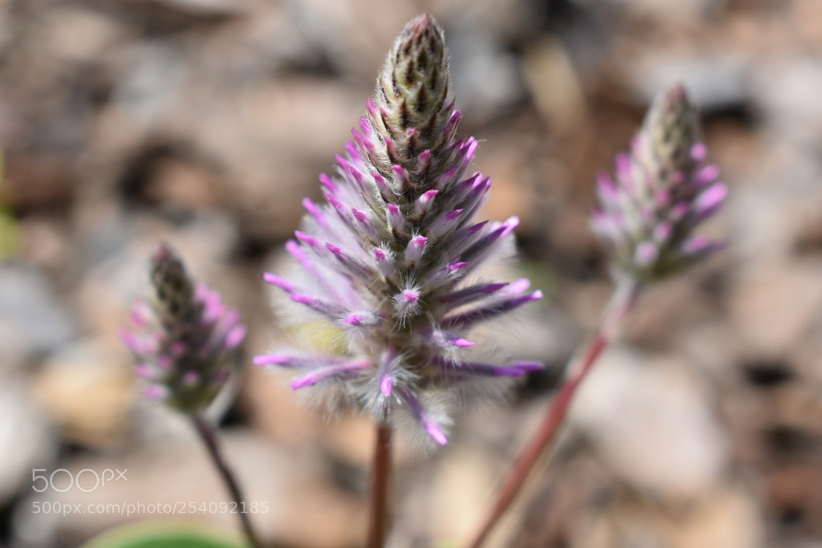Nikon D3400 sample photo. Brush photography