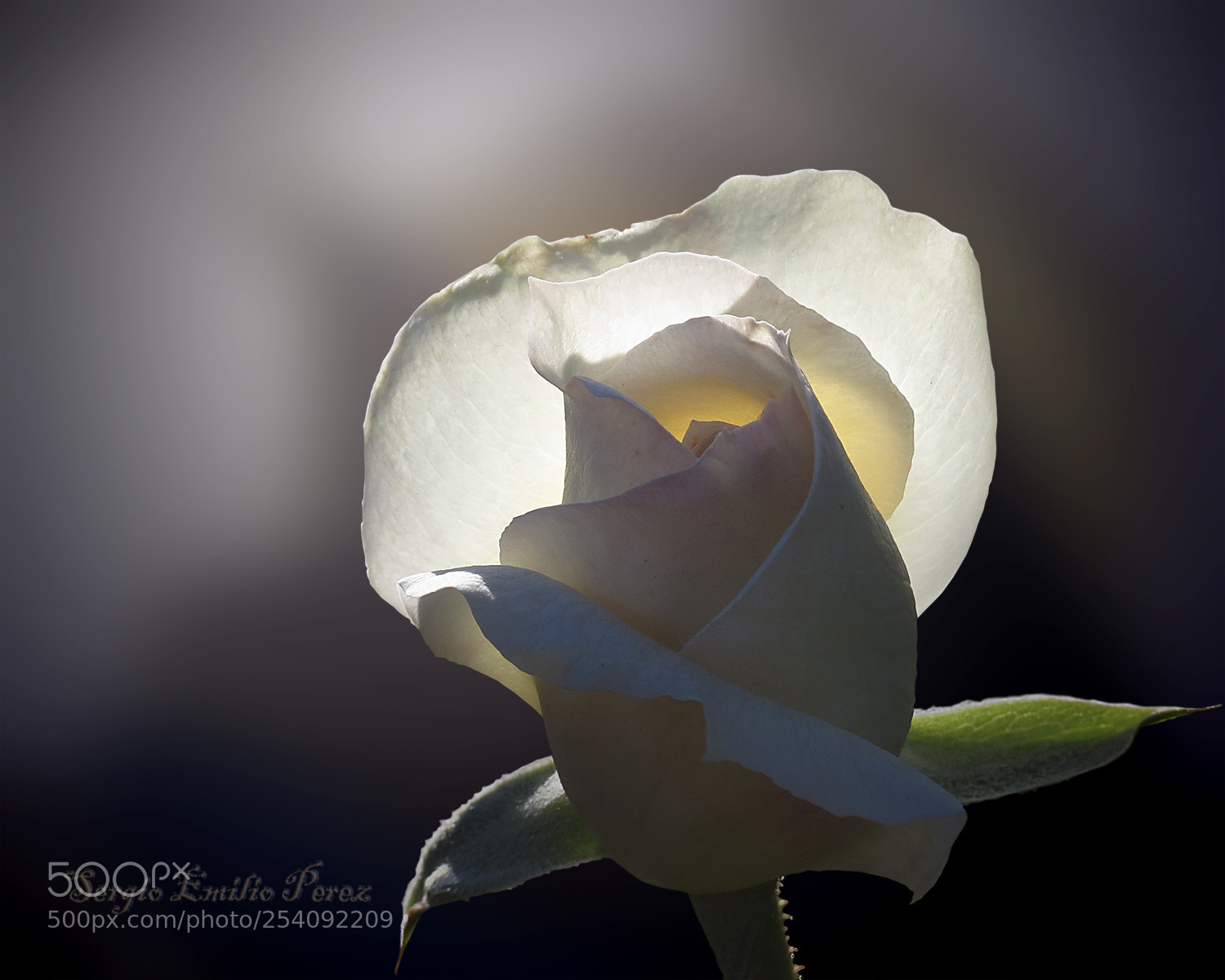 Canon PowerShot SX40 HS sample photo. My most prized possessions... photography