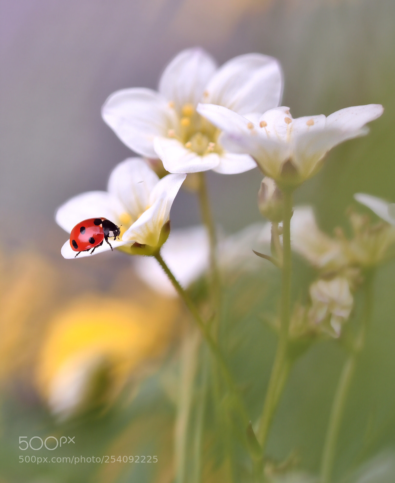 Nikon D5600 sample photo. Magic of nature  photography