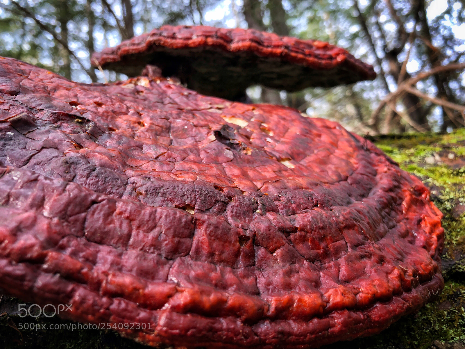 Apple iPhone 8 Plus sample photo. Red fungi on a photography