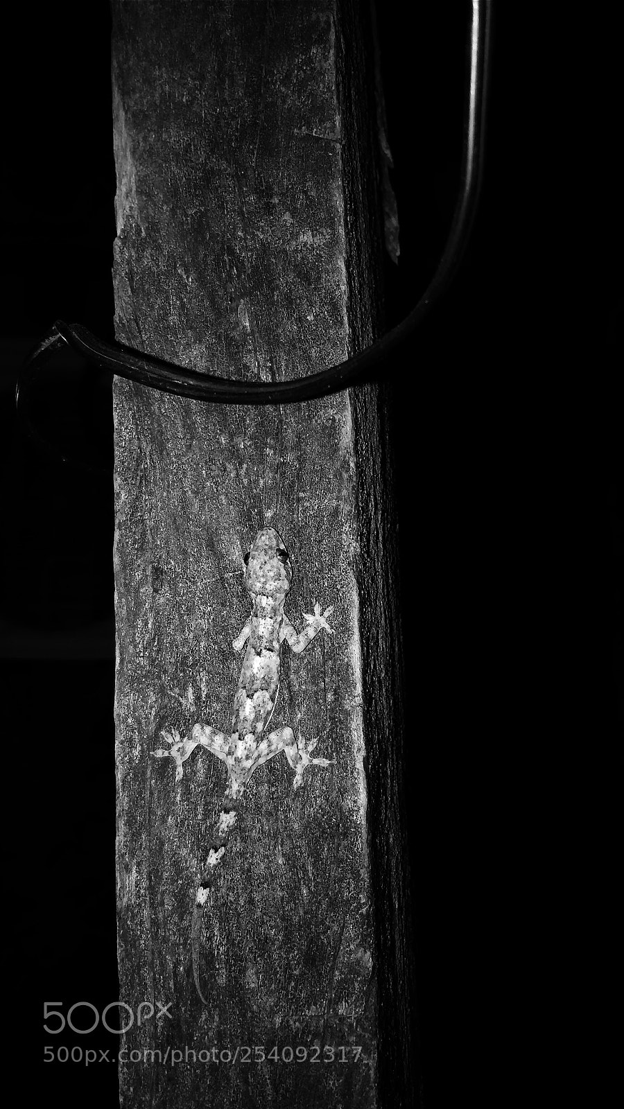 OnePlus 5 sample photo. Gecko photography