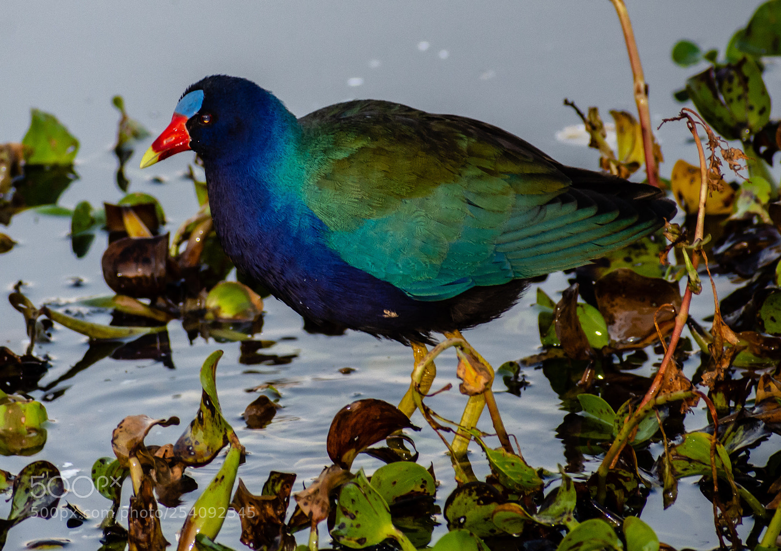 Nikon D7200 sample photo. Purple gallinule photography