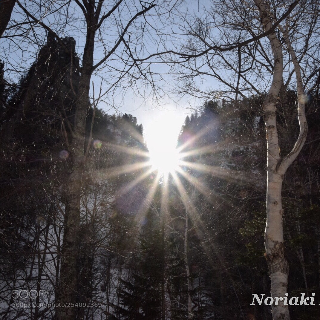 Nikon D5300 sample photo. Sunshine☀️ photography