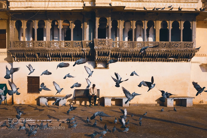 Canon EOS 5D Mark II sample photo. Pigeons. udaipur india photography