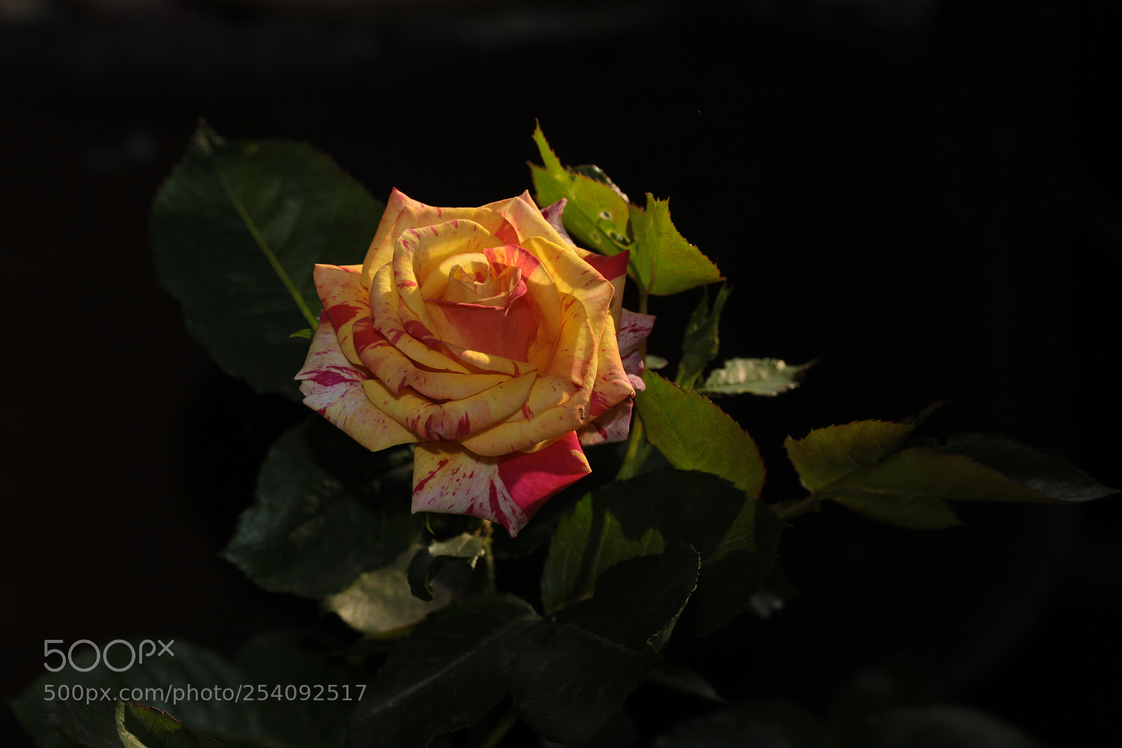 Canon EOS 50D sample photo. Rose photography
