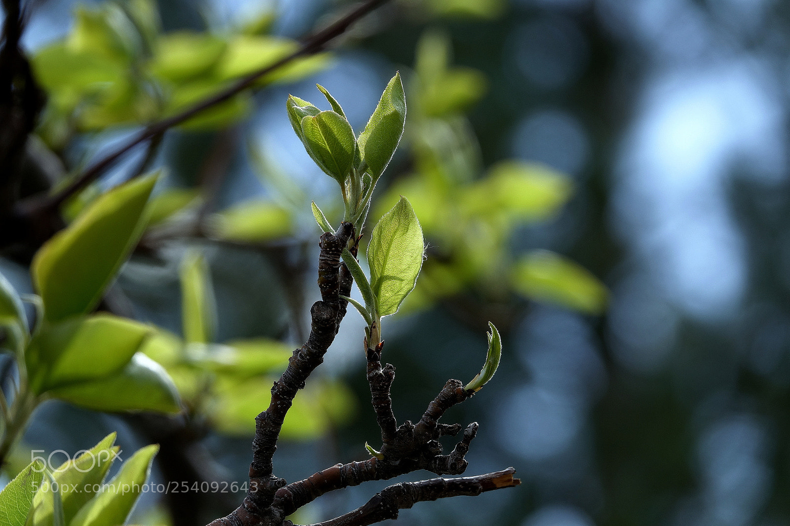 Sony Cyber-shot DSC-RX10 III sample photo. === photography