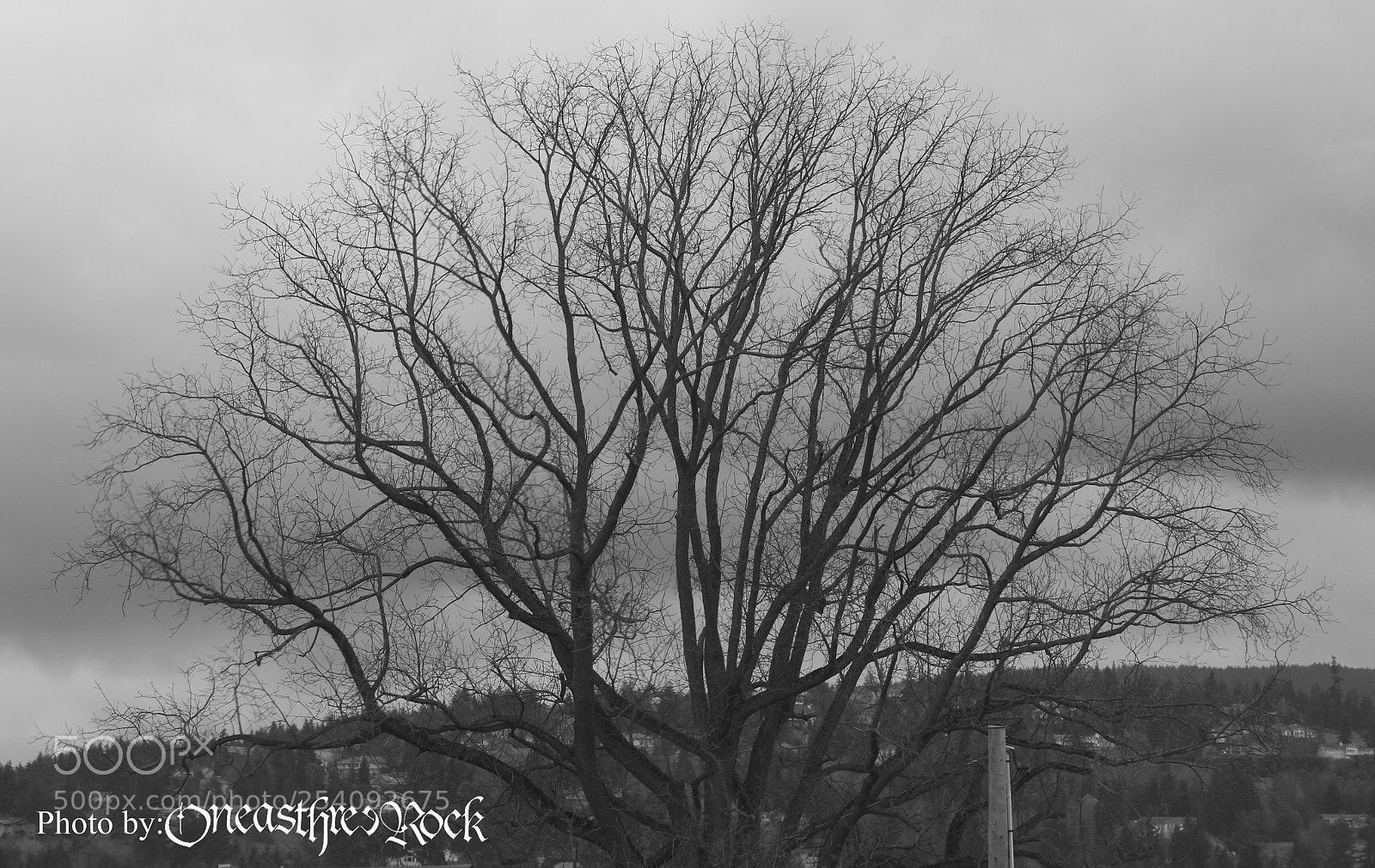 Canon EOS 700D (EOS Rebel T5i / EOS Kiss X7i) sample photo. Knochen und venen photography