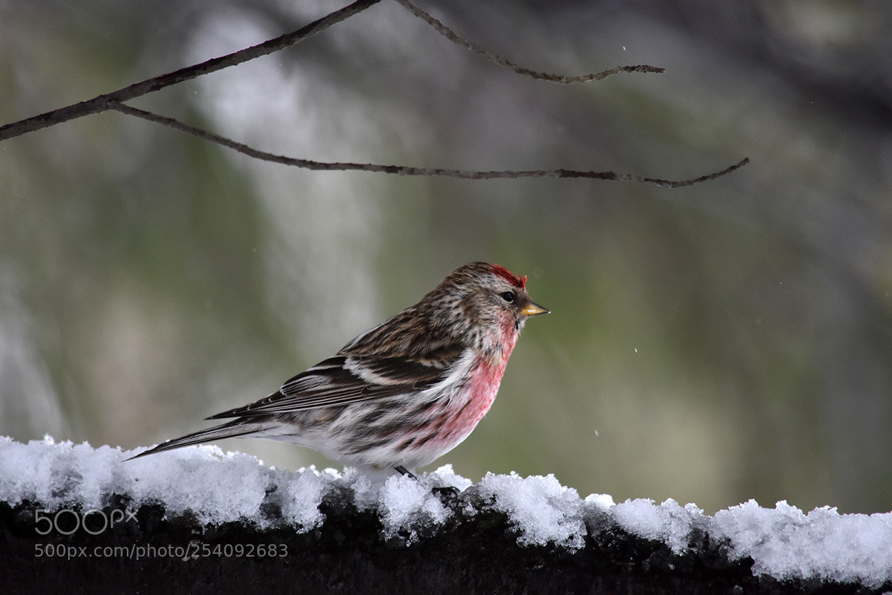 Nikon D3400 sample photo. Redpoll/sizerin photography