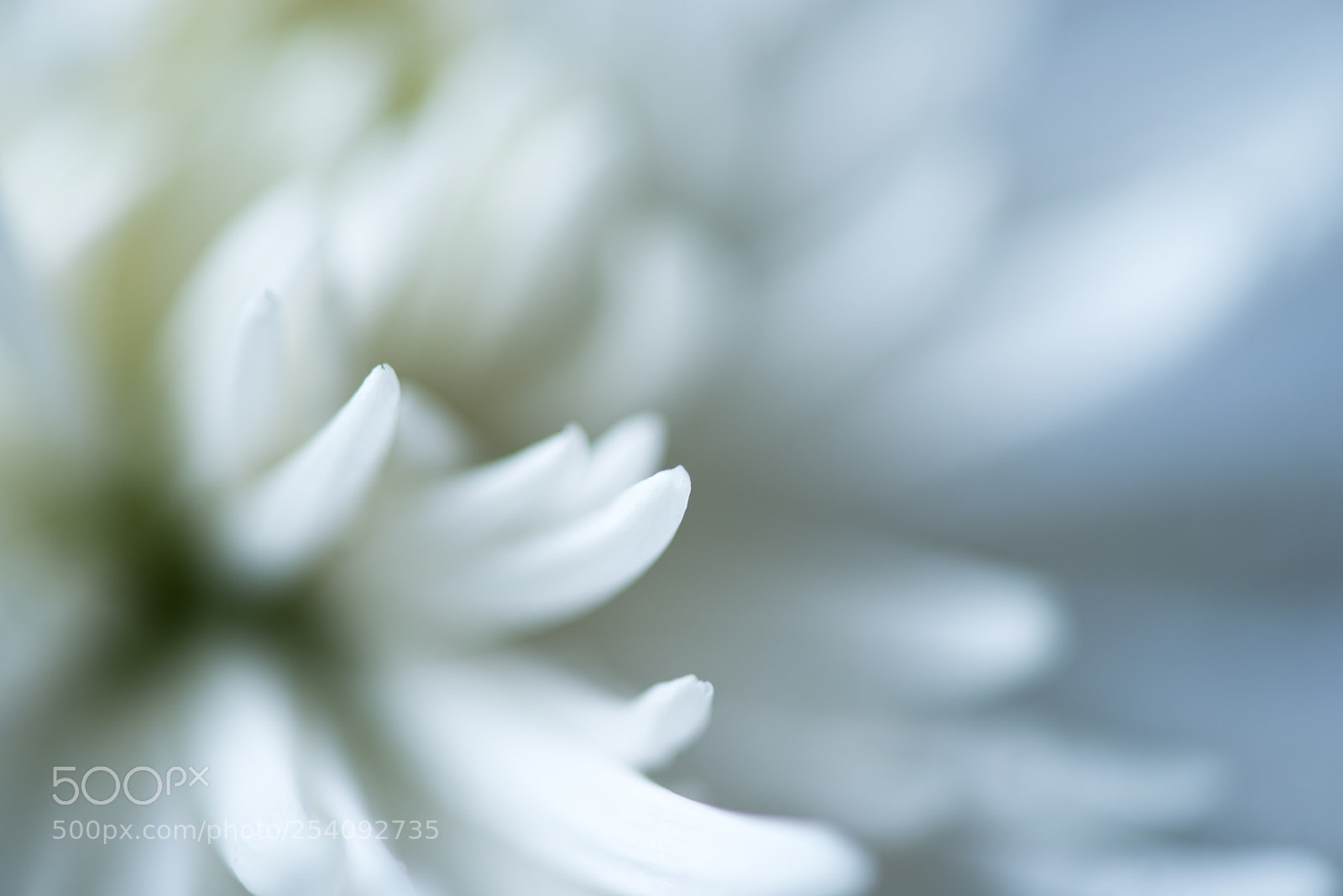 Nikon D800 sample photo. Petals photography