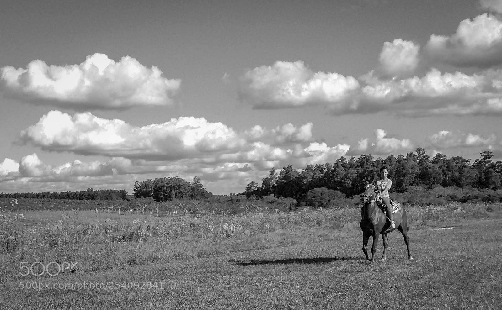 Apple iPhone 5s sample photo. Horse photography