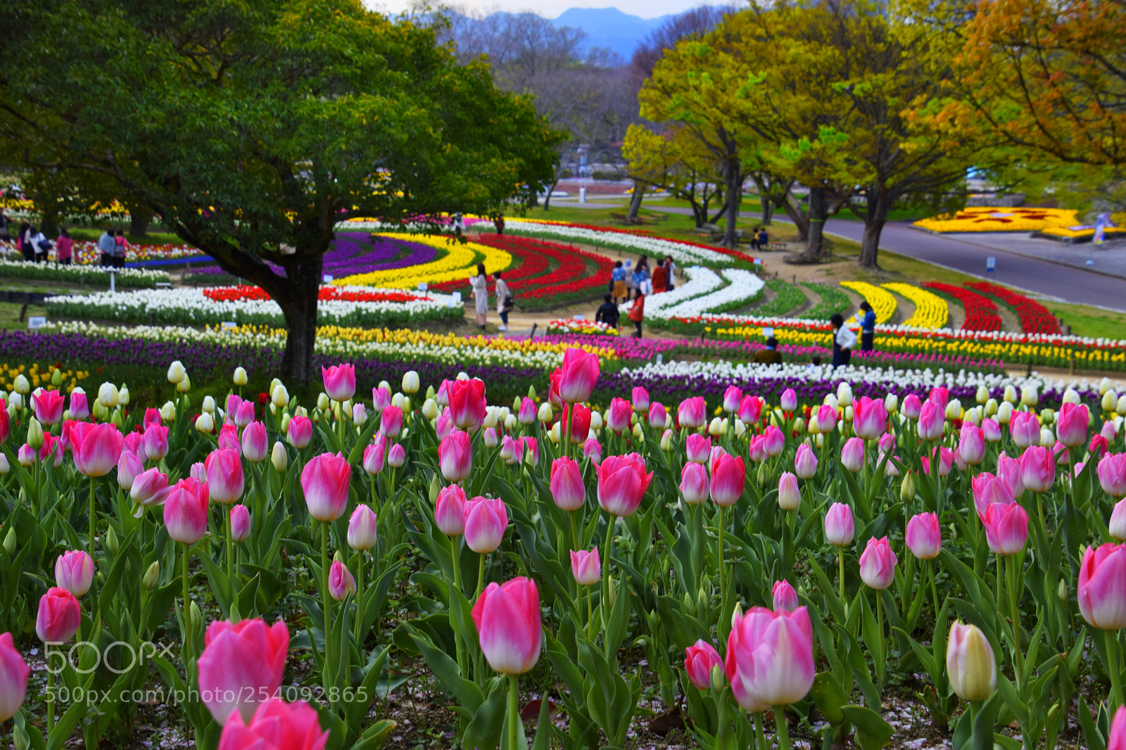 Nikon D3300 sample photo. The beautiful garden photography