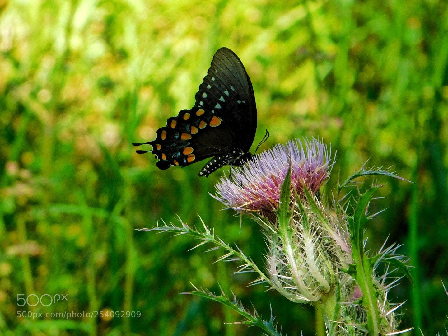 Nikon Coolpix B500 sample photo. A butterfly seen on photography