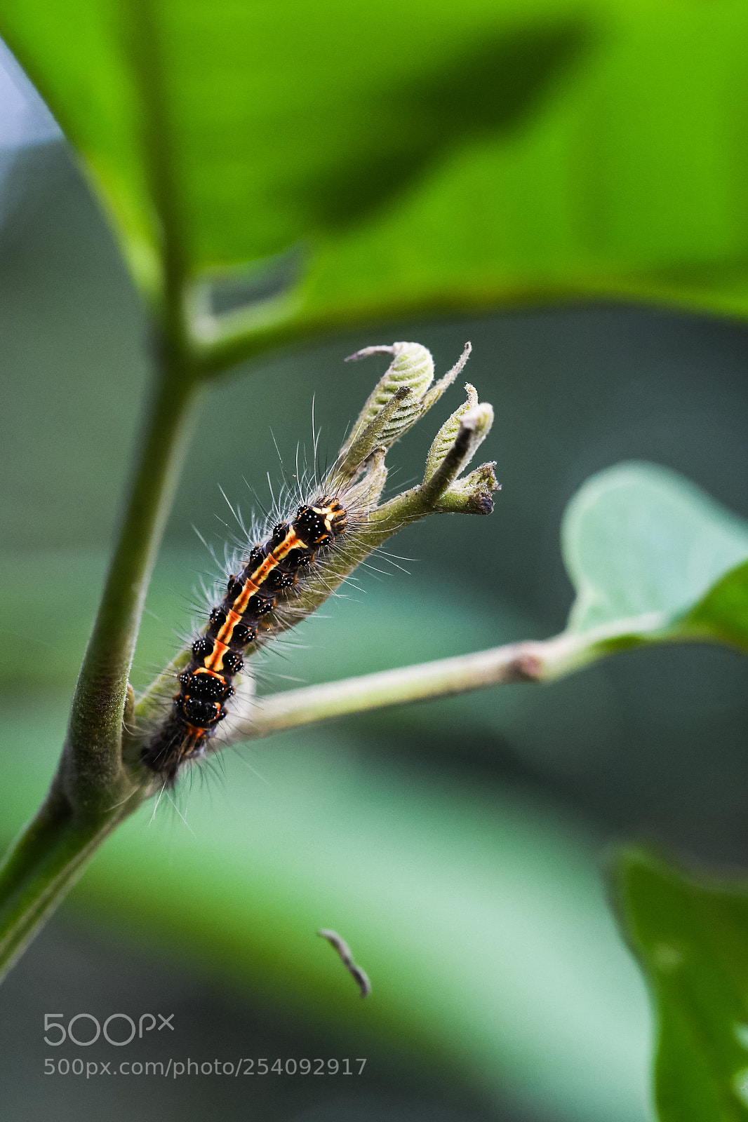 Nikon D7500 sample photo. Moth caterpillar photography