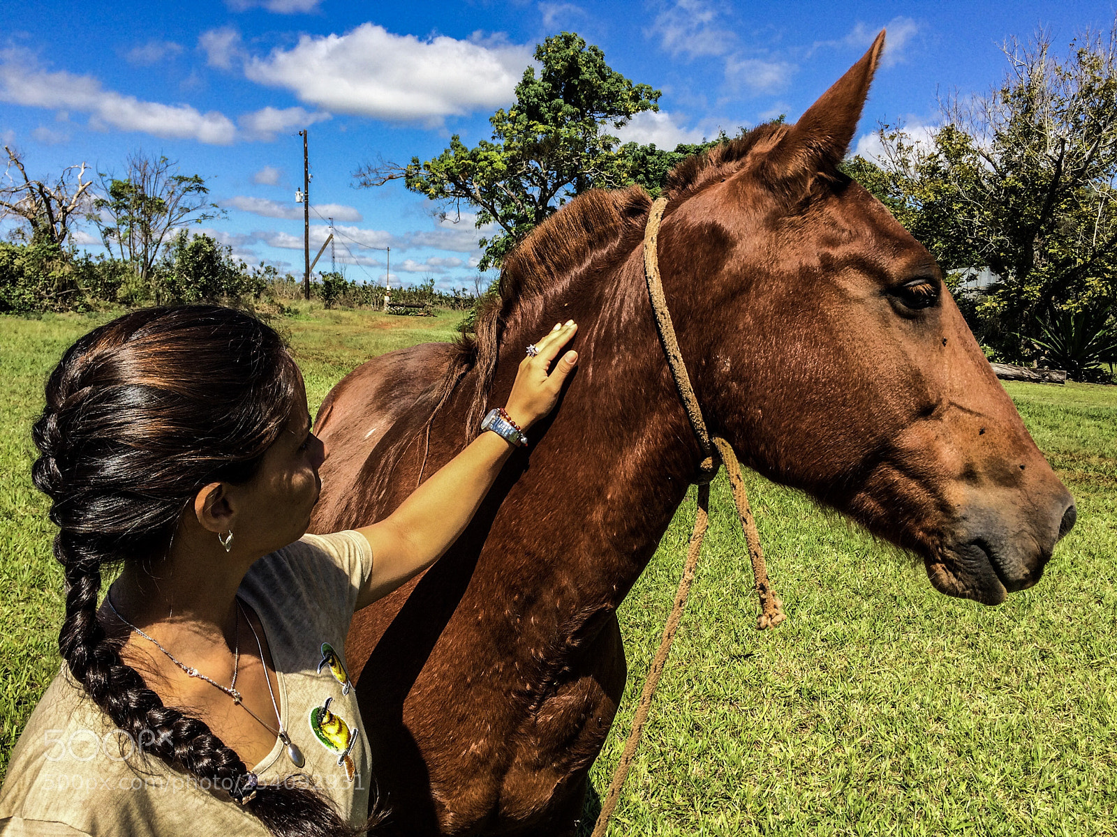 Apple iPhone 5s sample photo. Nice horse photography