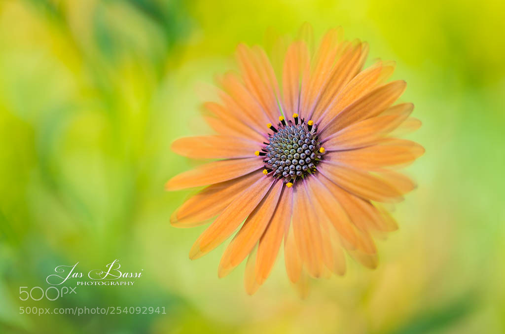 Nikon D800E sample photo. Always alone photography