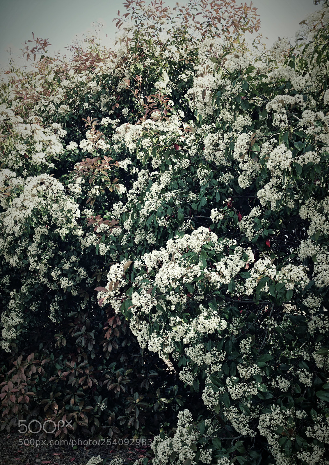Samsung Galaxy Note4 sample photo. The bush photography